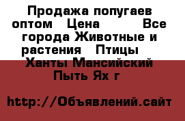 Продажа попугаев оптом › Цена ­ 500 - Все города Животные и растения » Птицы   . Ханты-Мансийский,Пыть-Ях г.